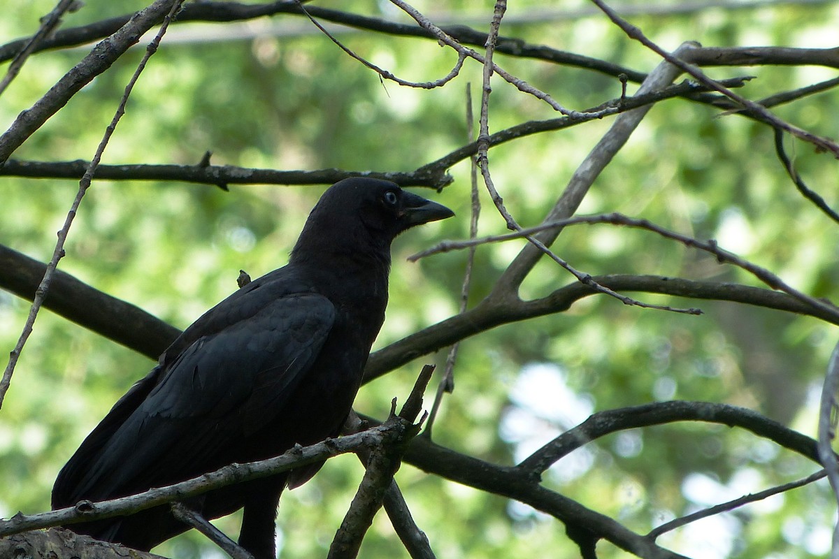 American Crow - ML620259968