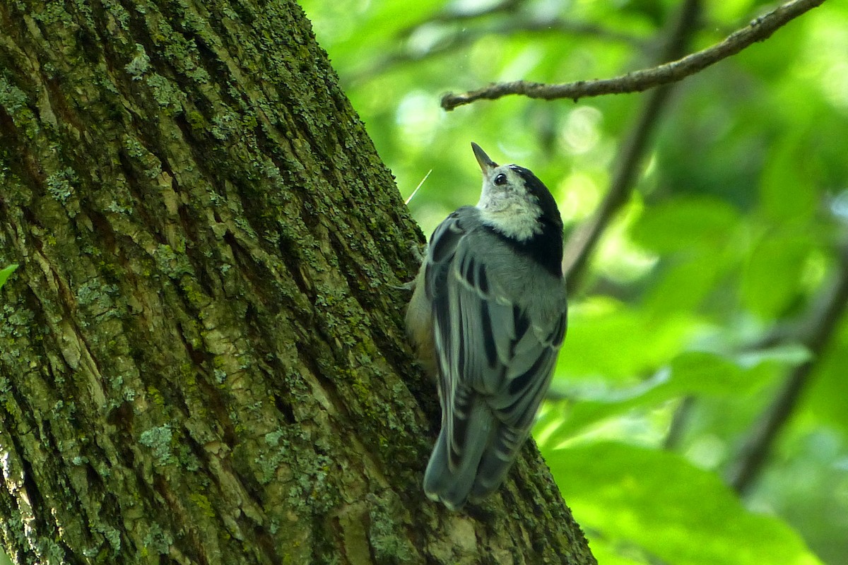 White-breasted Nuthatch - ML620259975