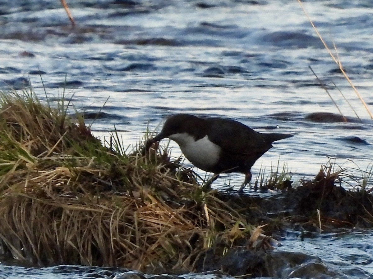 White-throated Dipper - ML620259978