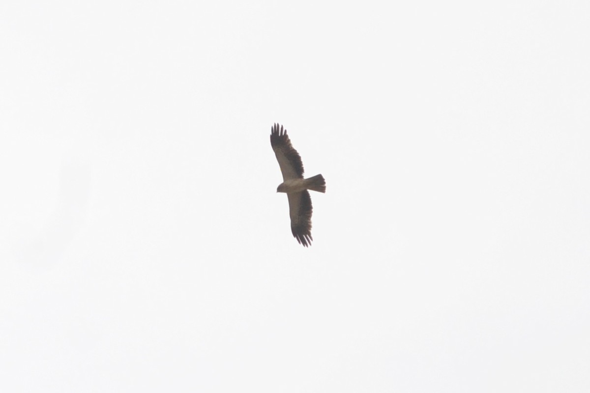 Booted Eagle - ML620259987