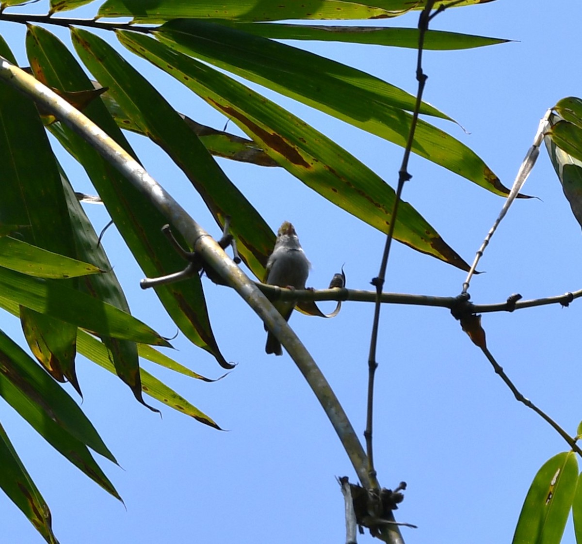 White-bellied Erpornis - ML620259988