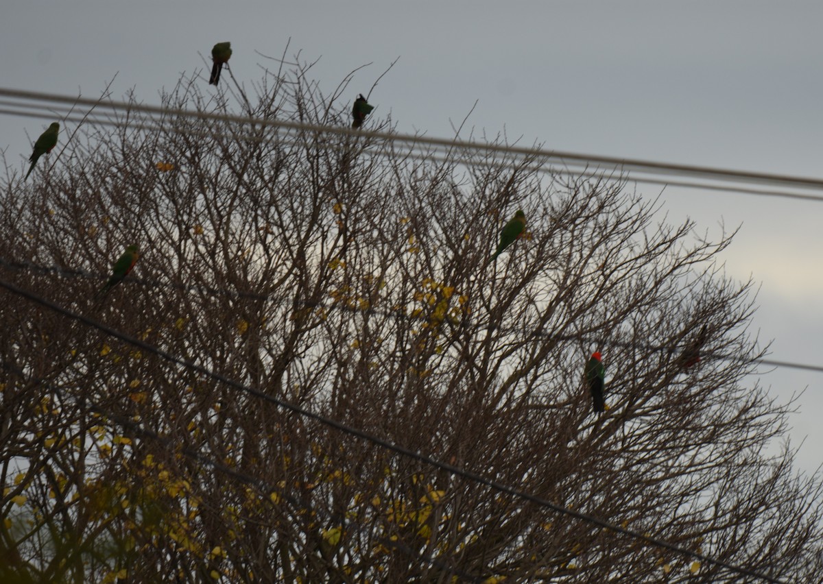 Australian King-Parrot - ML620259993