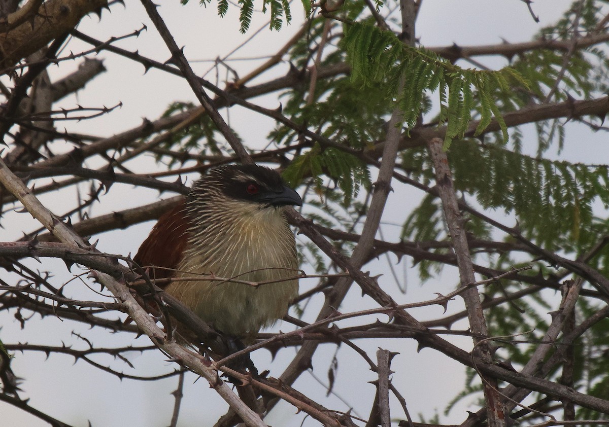 White-browed Coucal (White-browed) - ML620259994