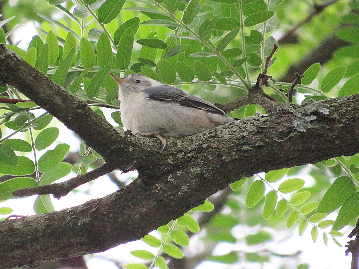 White-breasted Nuthatch - ML620259995