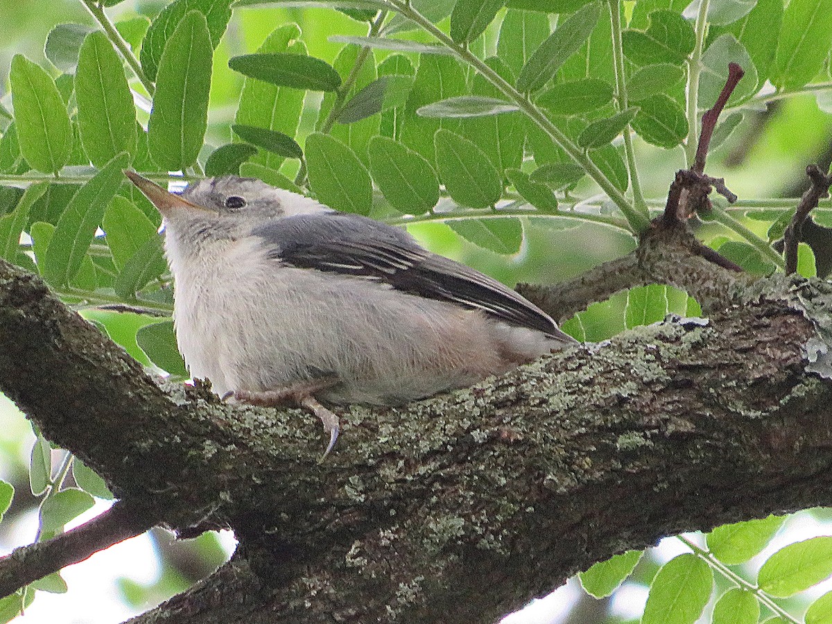 White-breasted Nuthatch - ML620259996