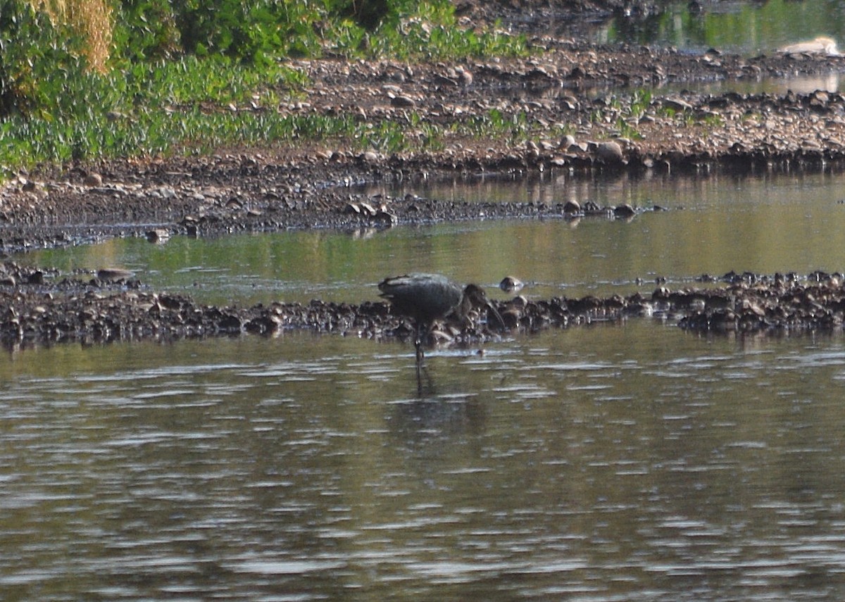 Glossy Ibis - ML620259999