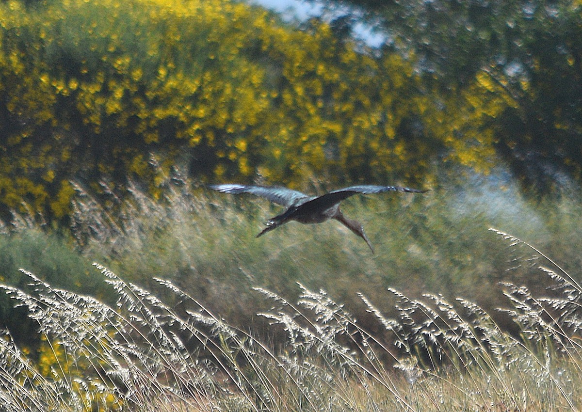 Glossy Ibis - ML620260000