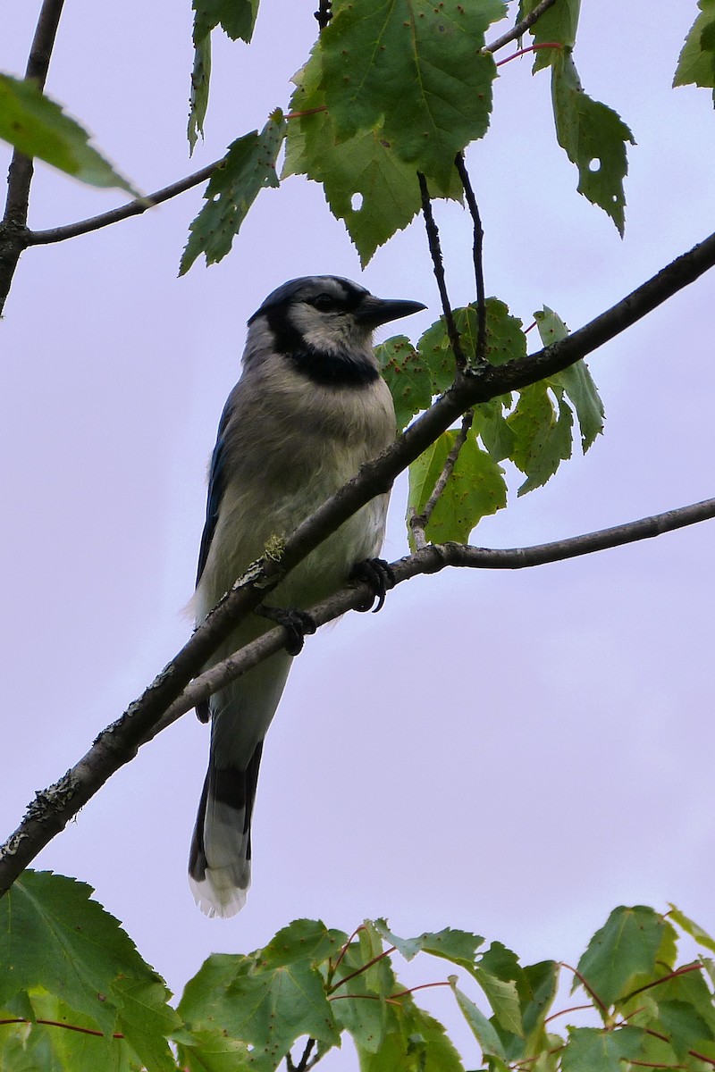 Blue Jay - ML620260008