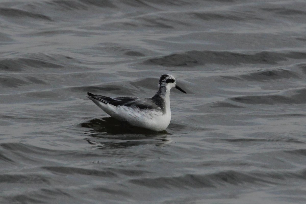 polarsvømmesnipe - ML620260015