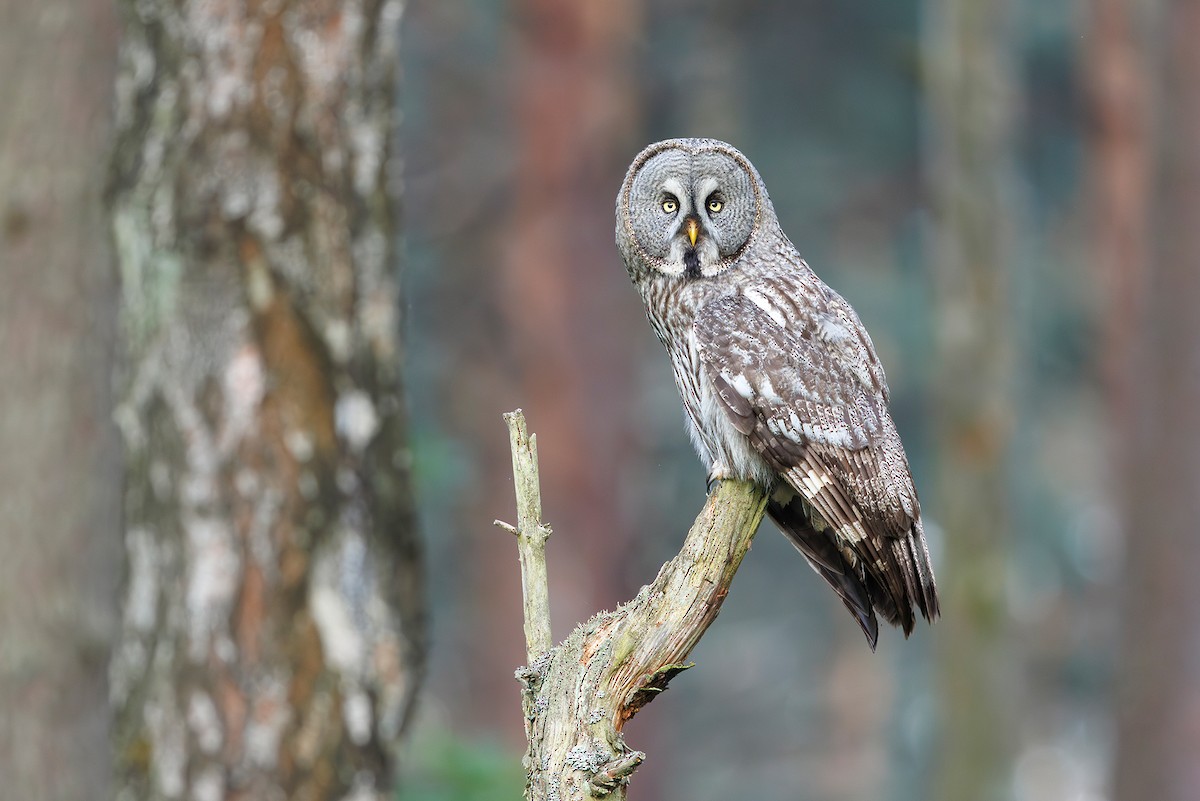 Great Gray Owl - ML620260020