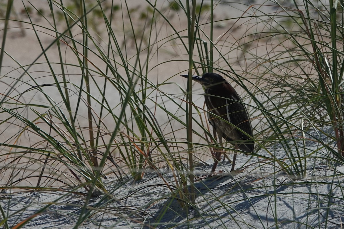 Green Heron - ML620260023