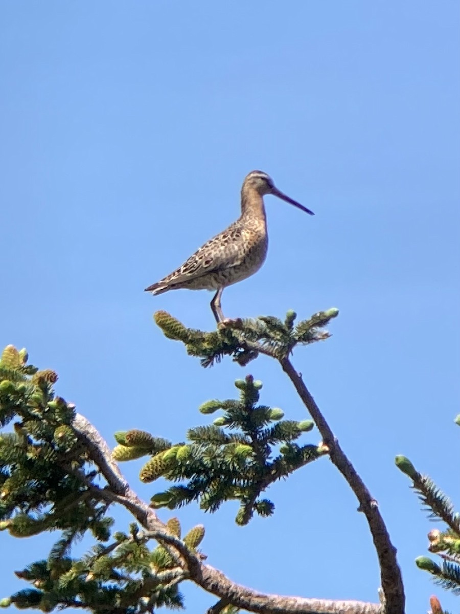 Short-billed Dowitcher - ML620260026