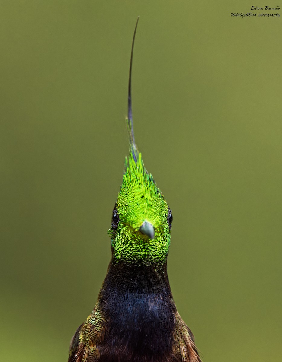 kolibřík ostrochocholatý - ML620260030