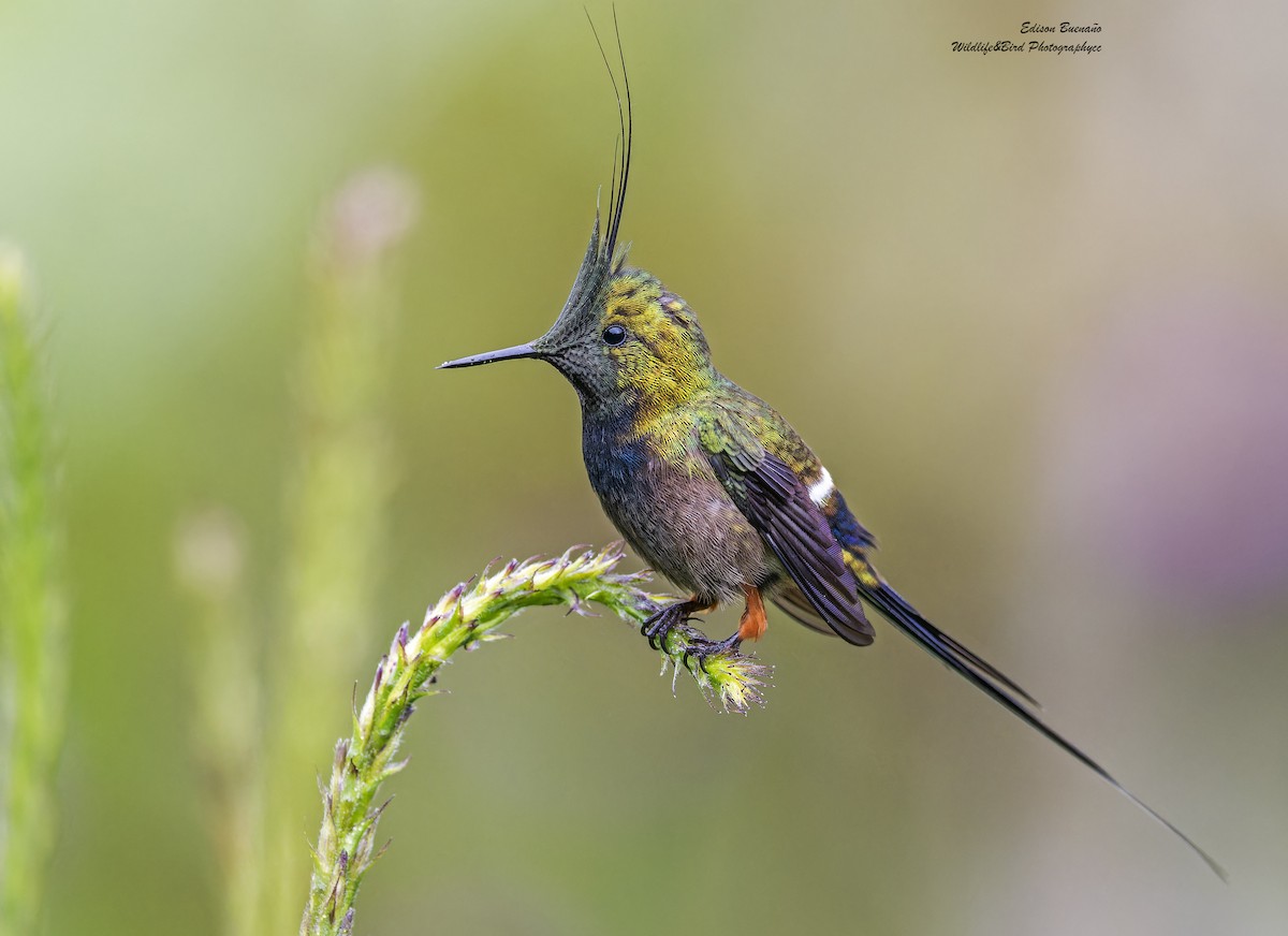 Wire-crested Thorntail - ML620260031