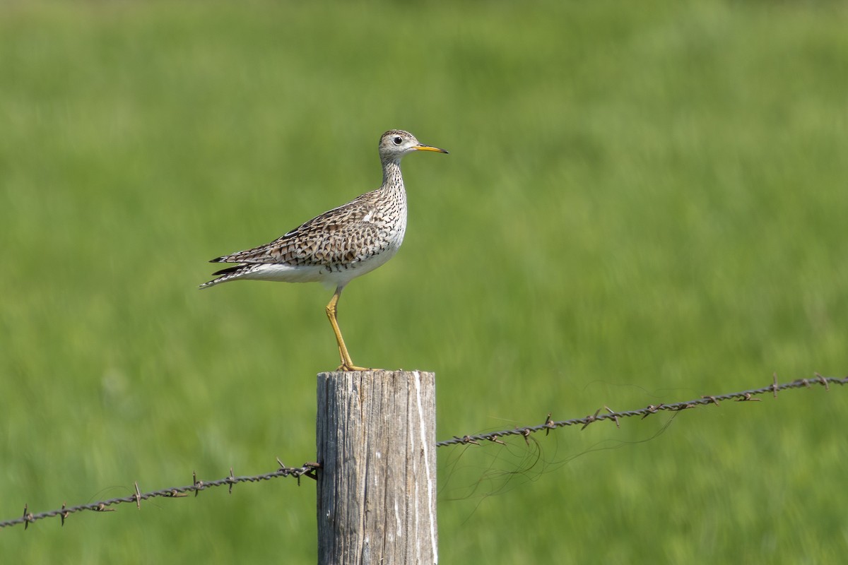 Upland Sandpiper - ML620260042