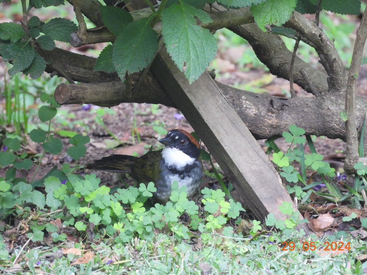 Chestnut-capped Brushfinch - ML620260044