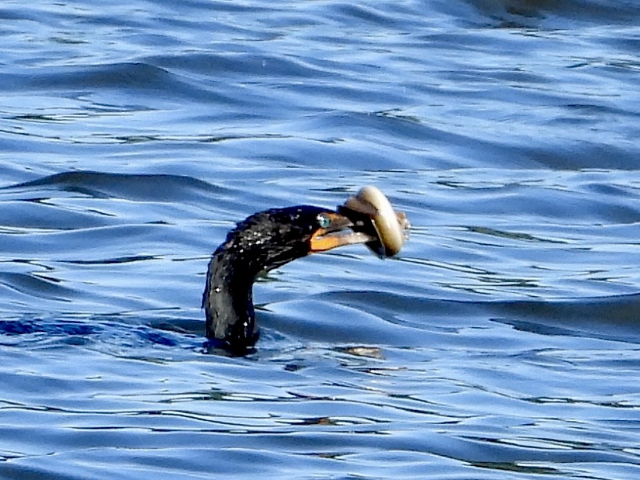 Cormorán Orejudo - ML620260047