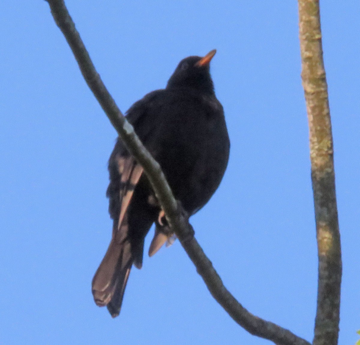 Eurasian Blackbird - ML620260057