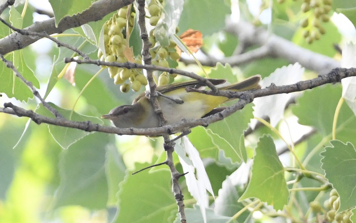 Gelbflankenvireo - ML620260058