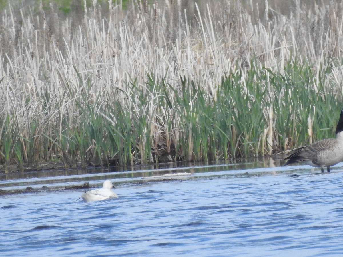 Snow Goose - ML620260062