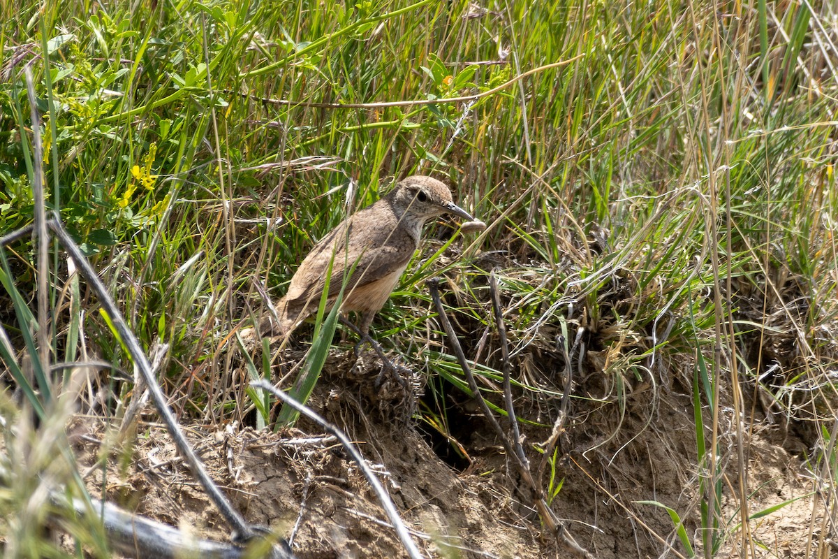 Rock Wren - ML620260068