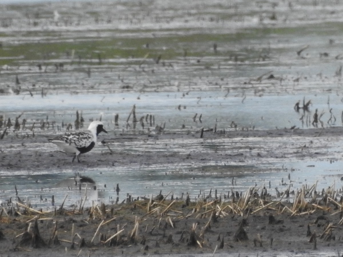 Black-bellied Plover - ML620260071