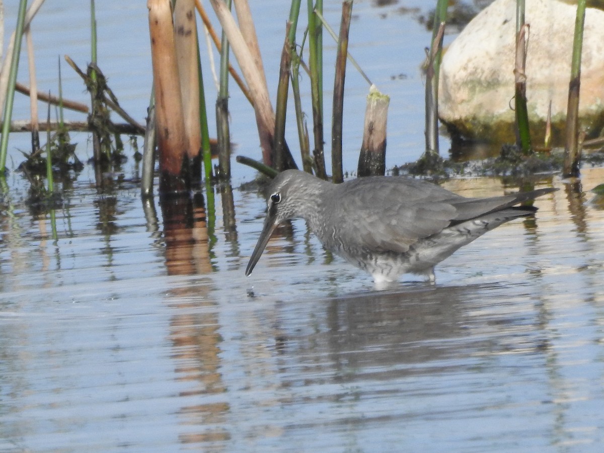 Wandering Tattler - ML620260075