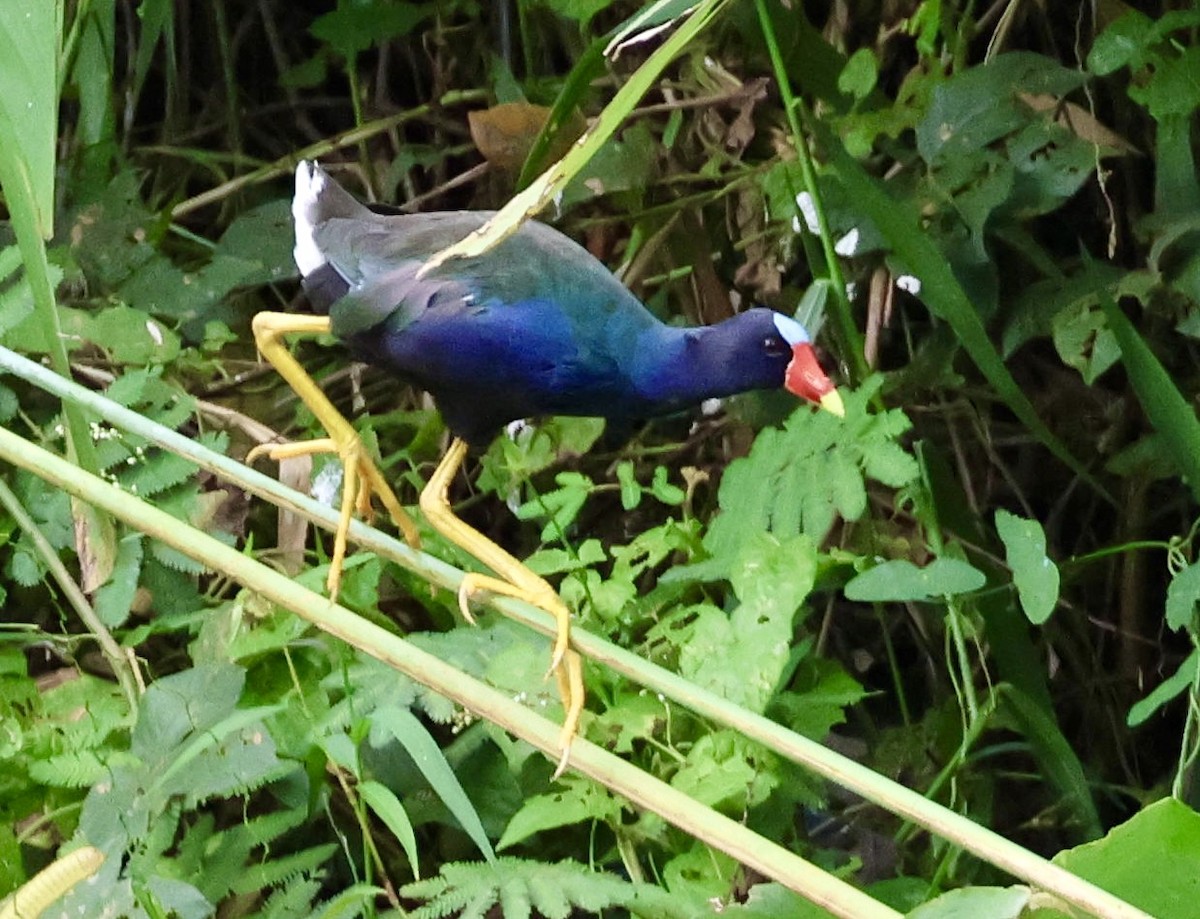 Purple Gallinule - ML620260077