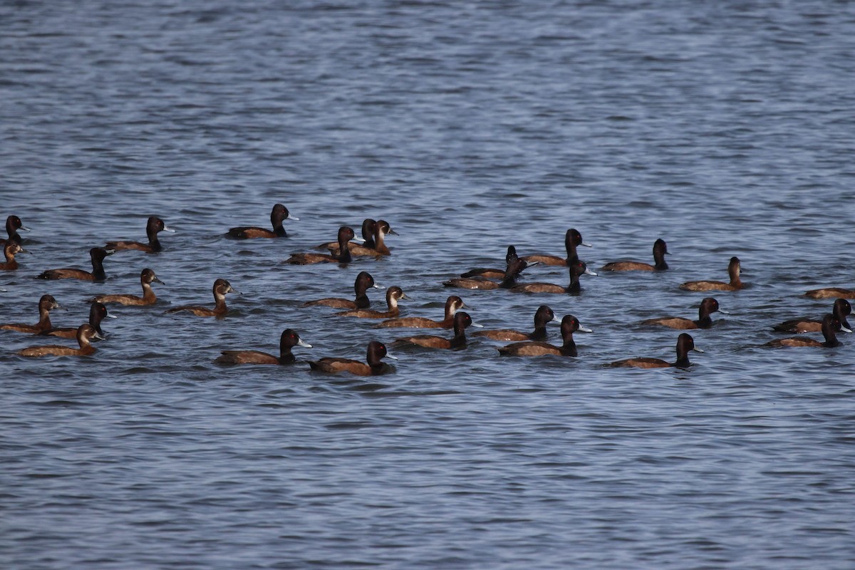 Southern Pochard - ML620260080