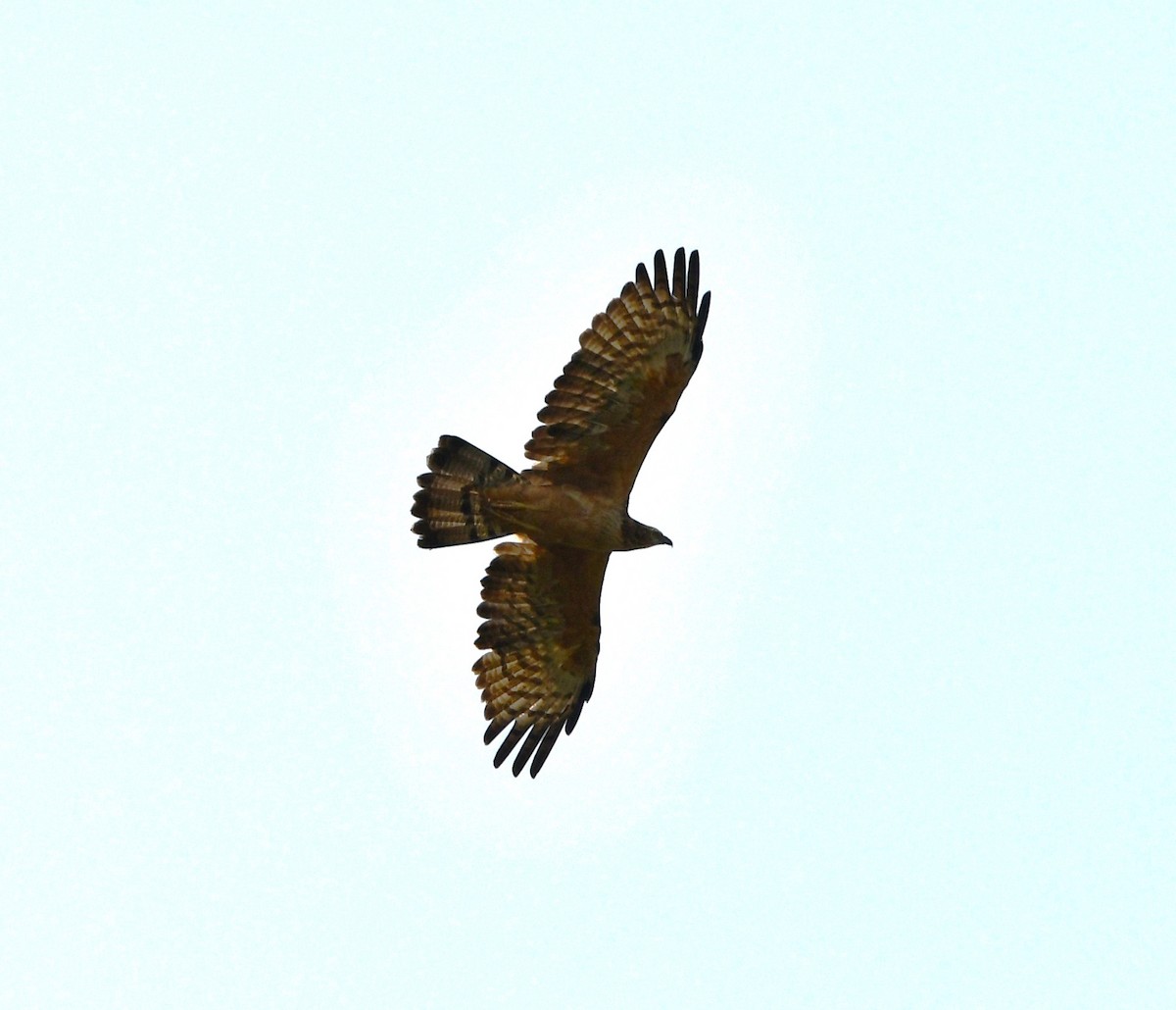 Oriental Honey-buzzard - ML620260083