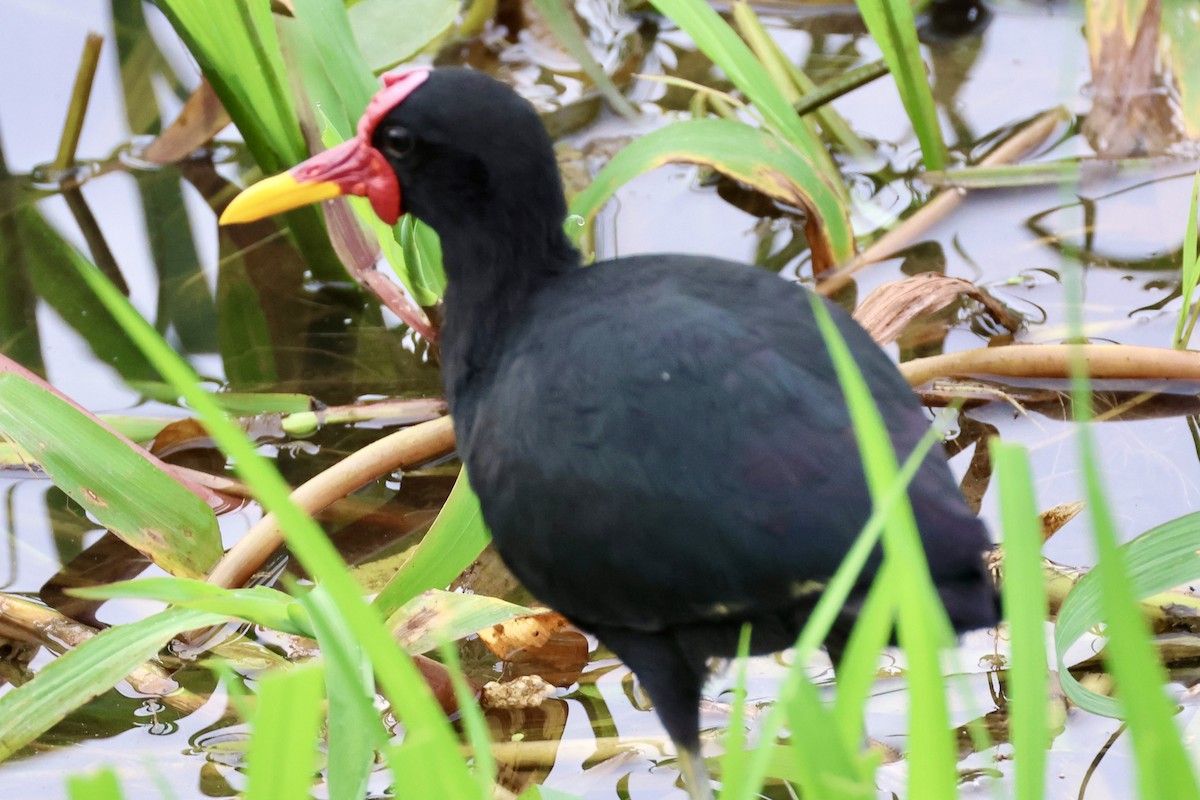 Jacana noir - ML620260084