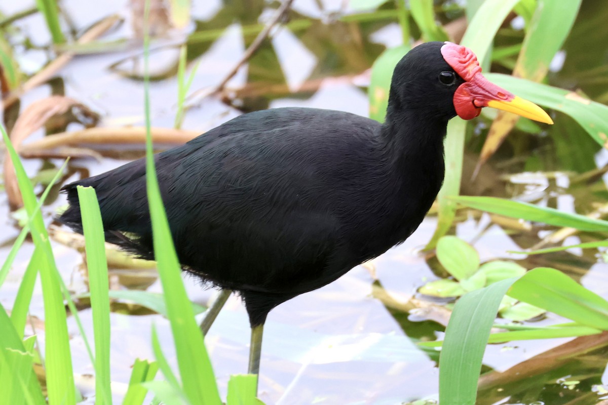 Jacana Suramericana - ML620260085