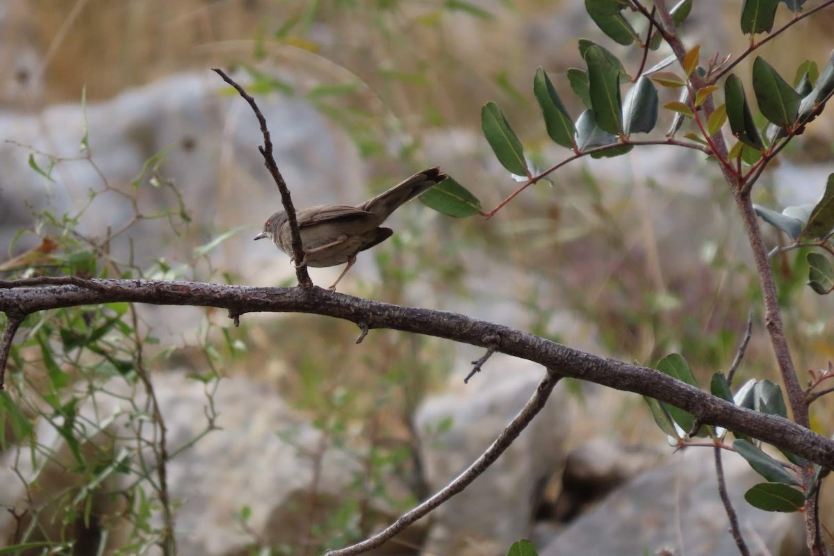 Sardinian Warbler - ML620260098