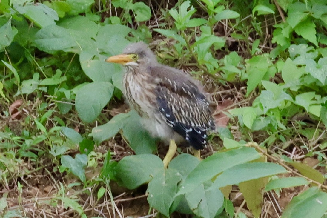 Striated Heron - ML620260104