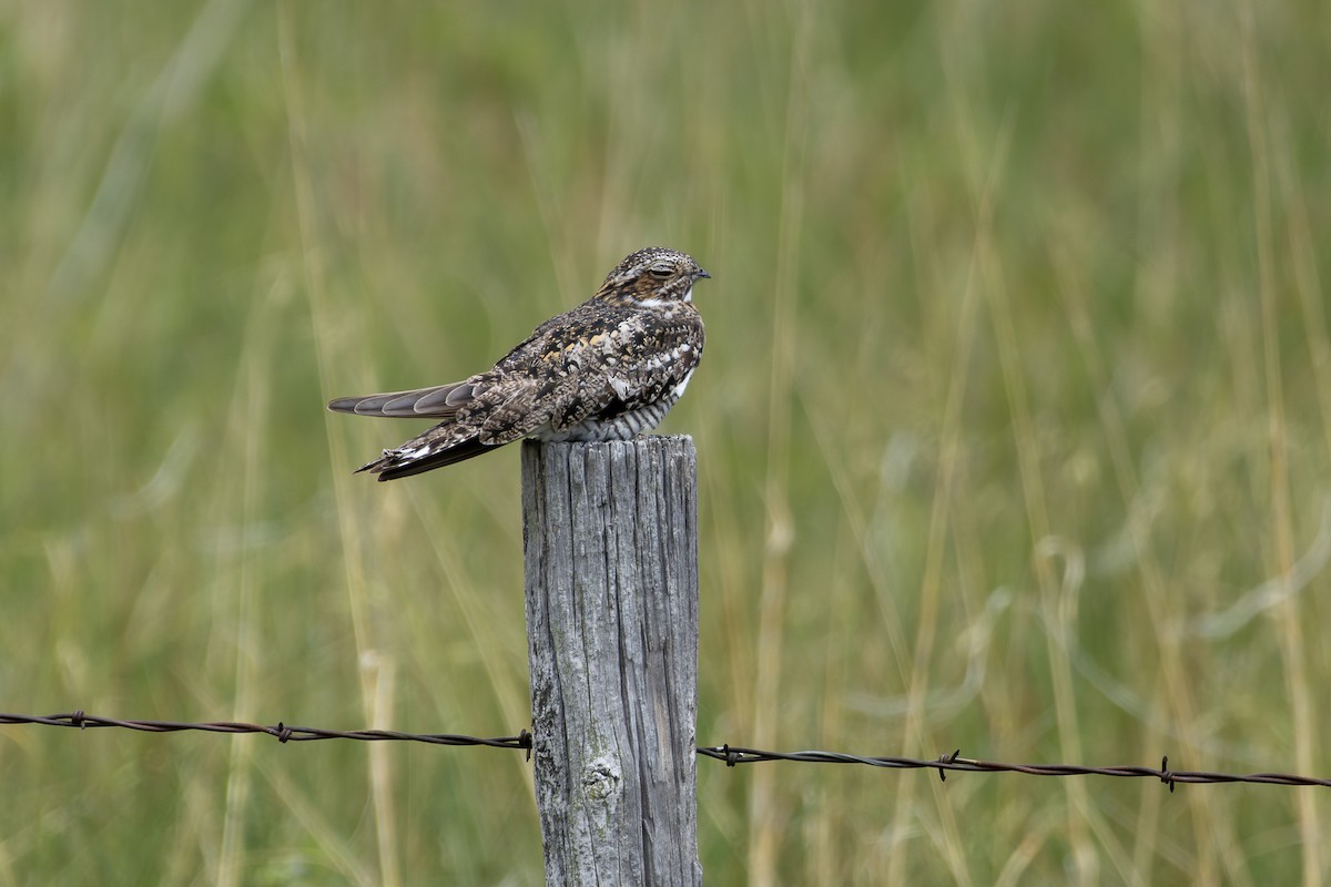 Common Nighthawk - ML620260108