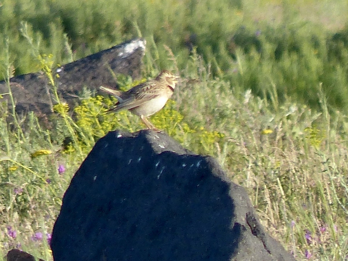 Calandria Bimaculada - ML620260110