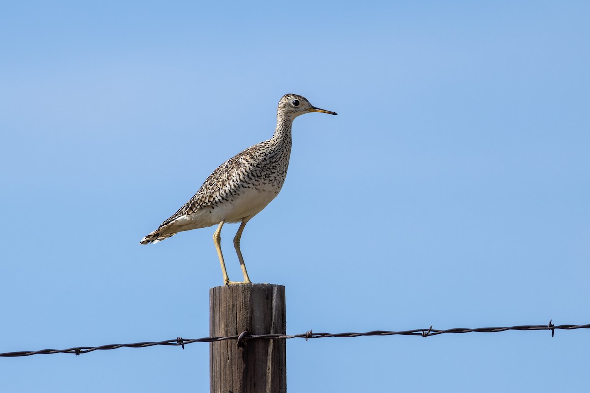 Upland Sandpiper - ML620260111