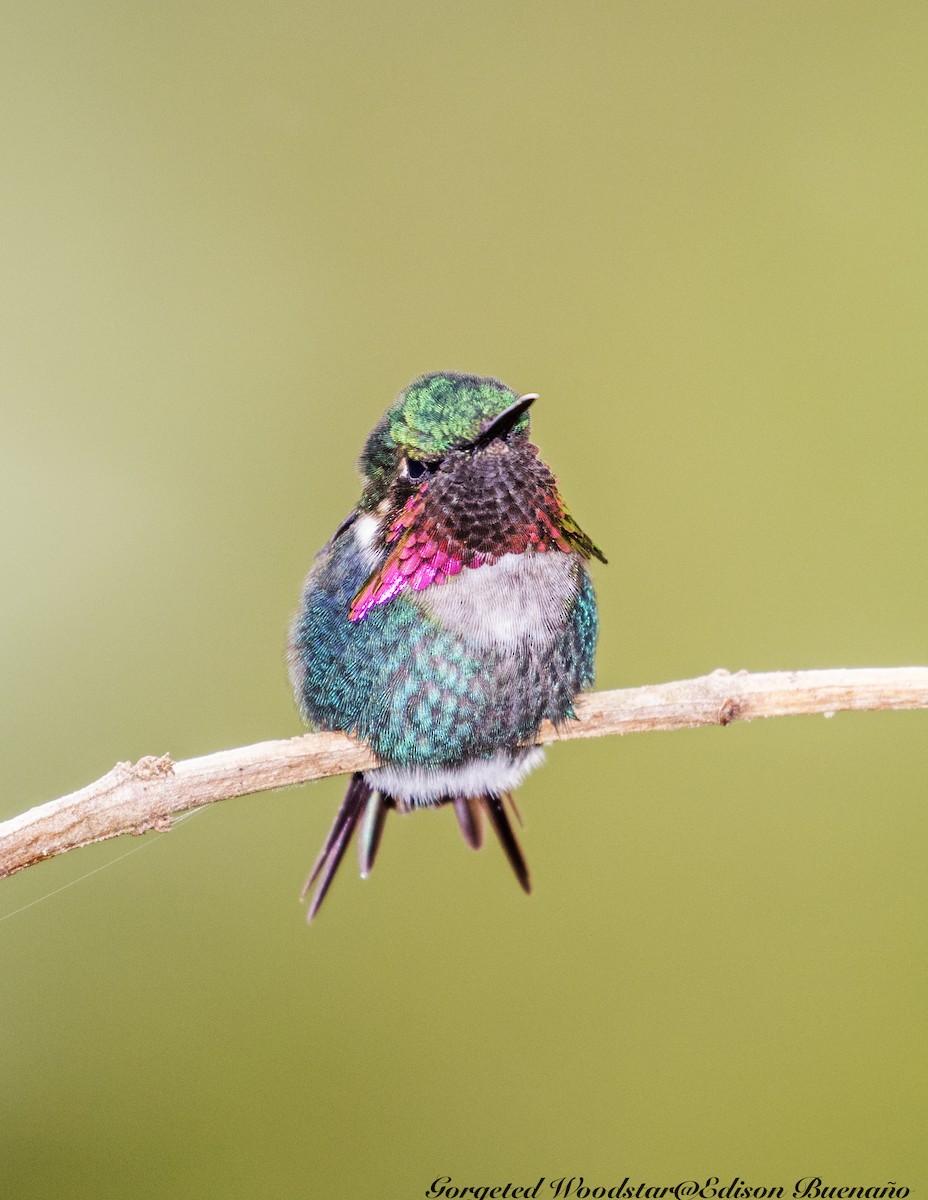 Colibrí de Heliodoro - ML620260114