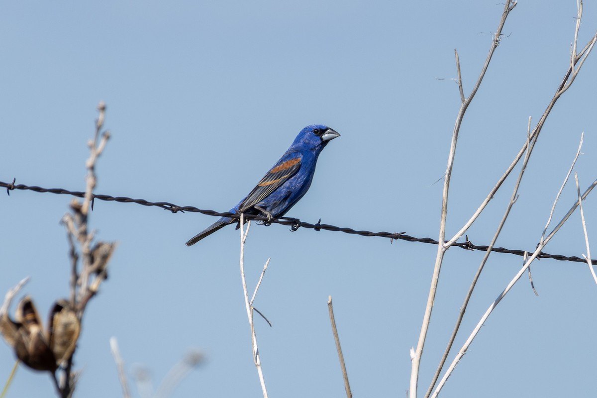 Blue Grosbeak - ML620260118