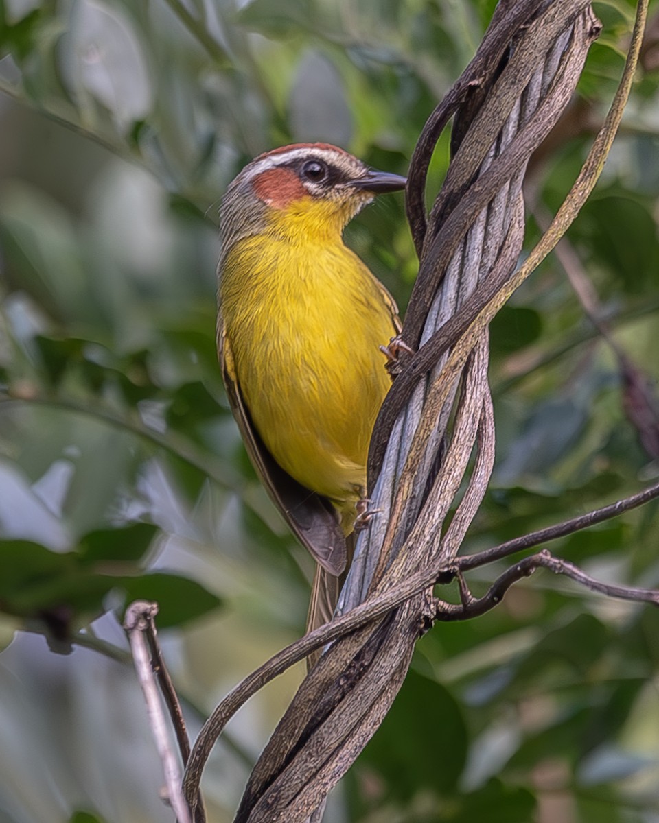 Chestnut-capped Warbler - ML620260120