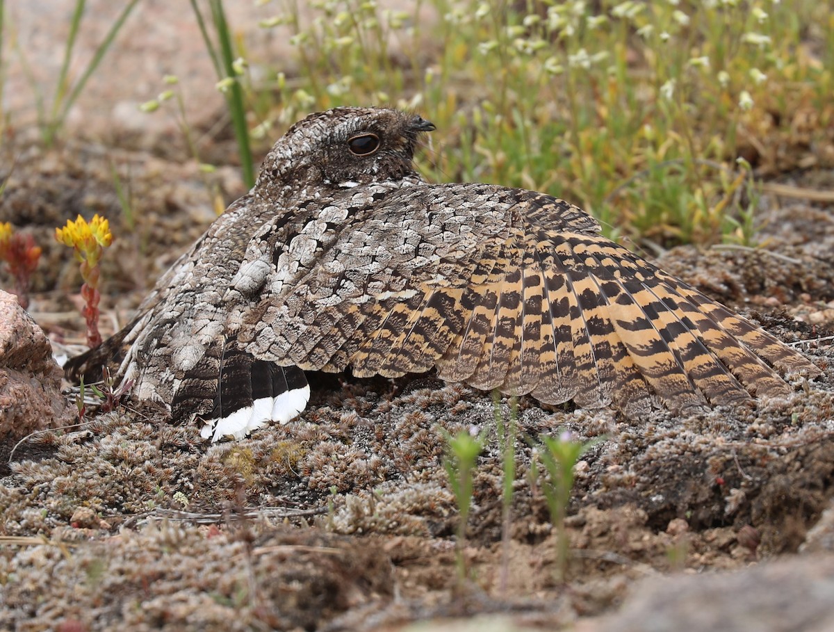 Common Poorwill - ML620260125