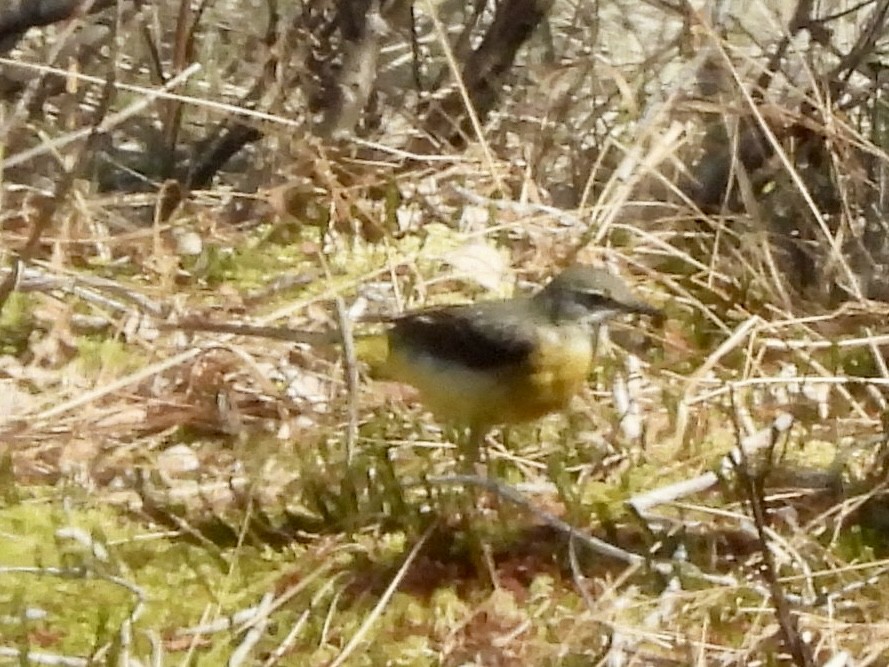 Gray Wagtail - ML620260127