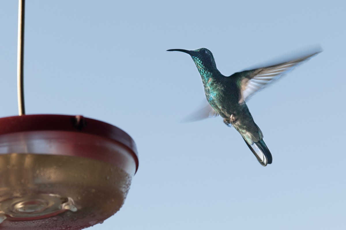 Colibrí Oreja Violeta Menor - ML620260131