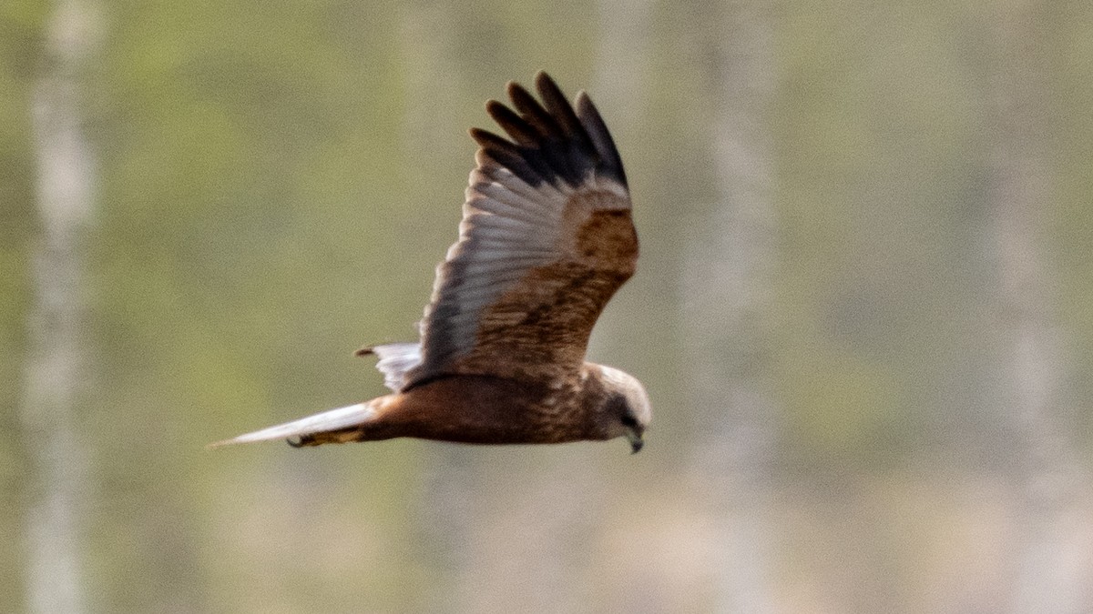 Western Marsh Harrier - ML620260137