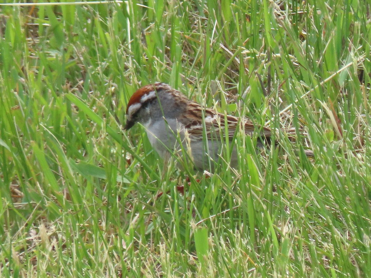 Chipping Sparrow - ML620260141