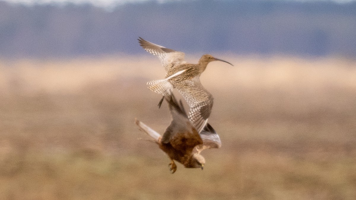 Eurasian Curlew - ML620260142