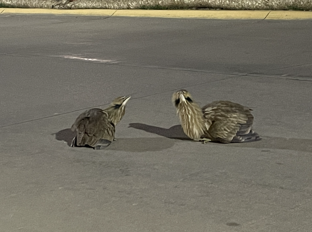 American Bittern - ML620260143