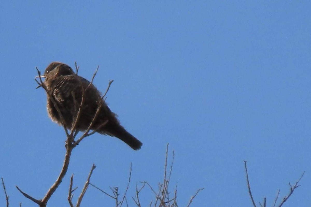 Blue Rock-Thrush - ML620260168