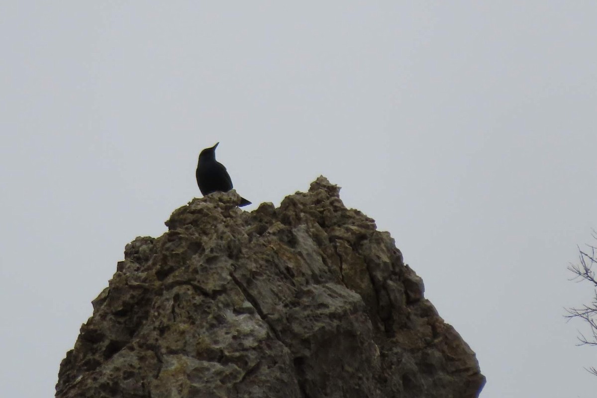 Blue Rock-Thrush - ML620260170