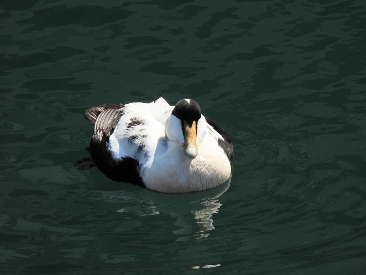 Common Eider - ML620260172